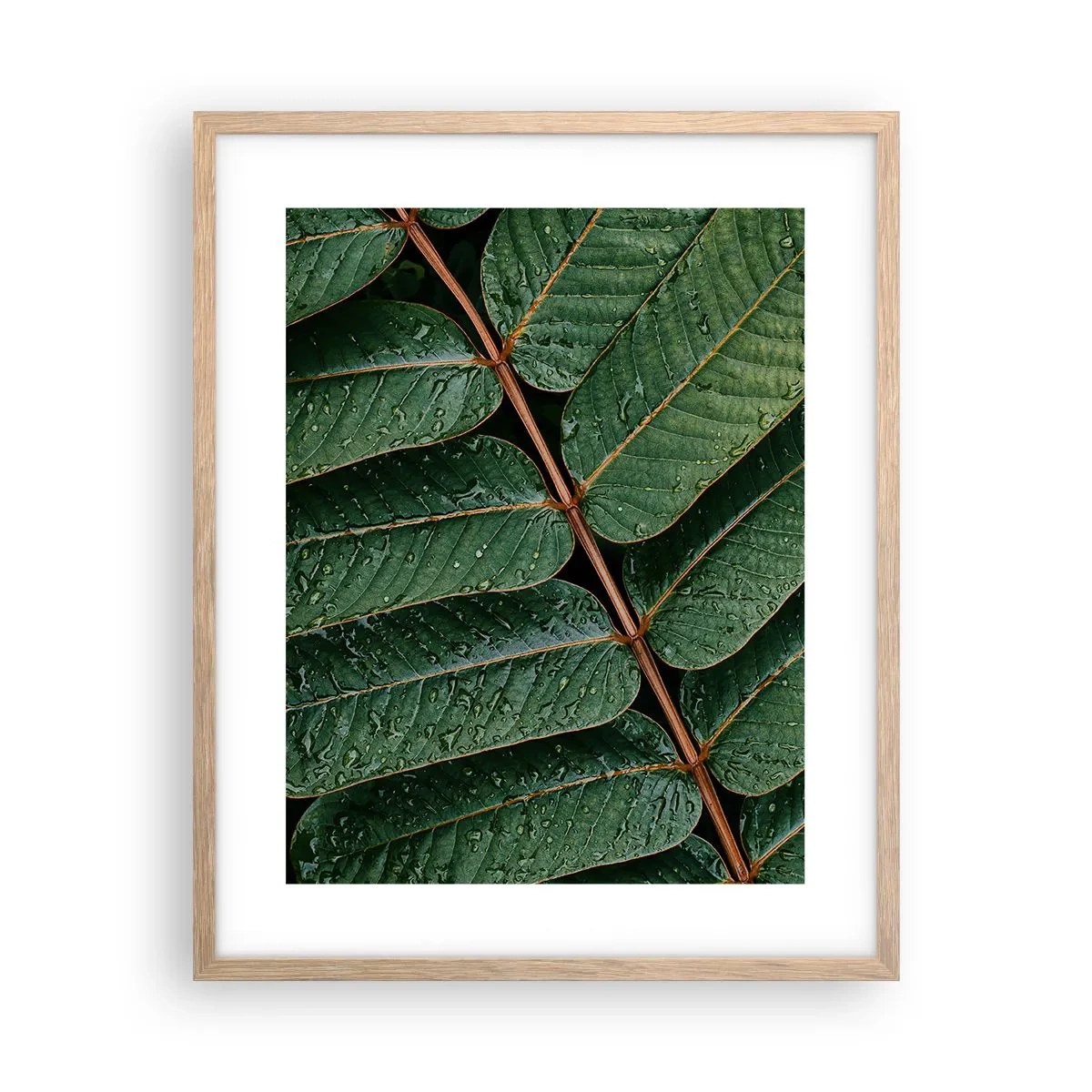 Póster en marco roble claro - En un ritmo verde - 40x50 cm