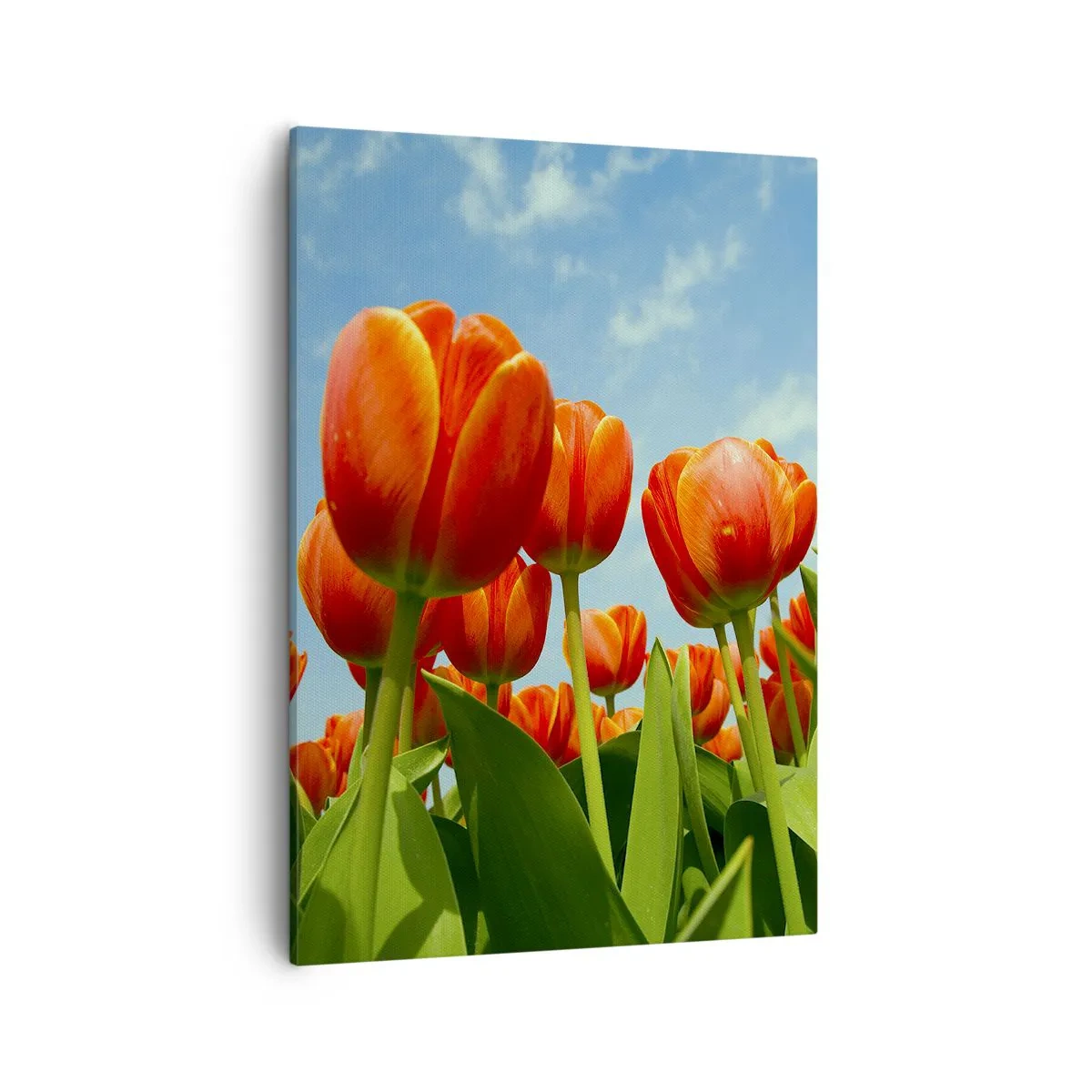 Cuadro sobre lienzo - Impresión de Imagen - Un campo de tulipanes rojos y naranjas contra un cielo azul. - 50x70cm - Excepto el cielo azul no necesitan nada en la vida - Decoración de pared moderna para salón y dormitorio ARTTOR