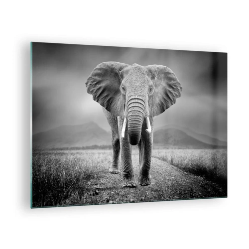 Cuadro sobre vidrio - Impresiones sobre Vidrio - Elefante en la sabana en blanco y negro - 70x50cm - El anfitrión da la bienvenida - Decoración de pared moderna para salón y dormitorio ARTTOR
