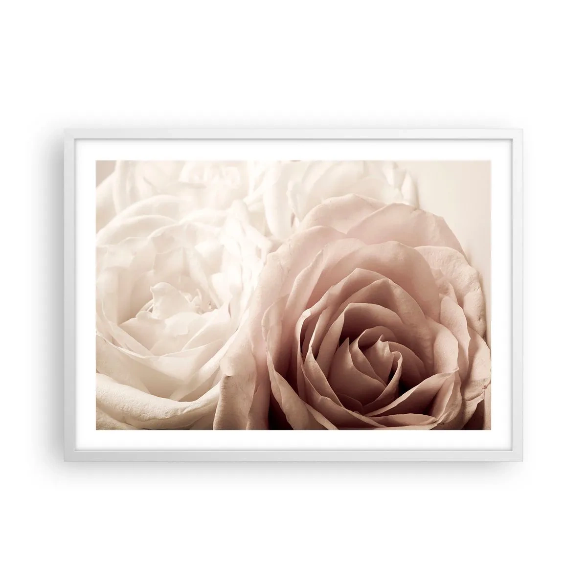 Póster en marco blanco - En el corazón de una rosa - 70x50 cm