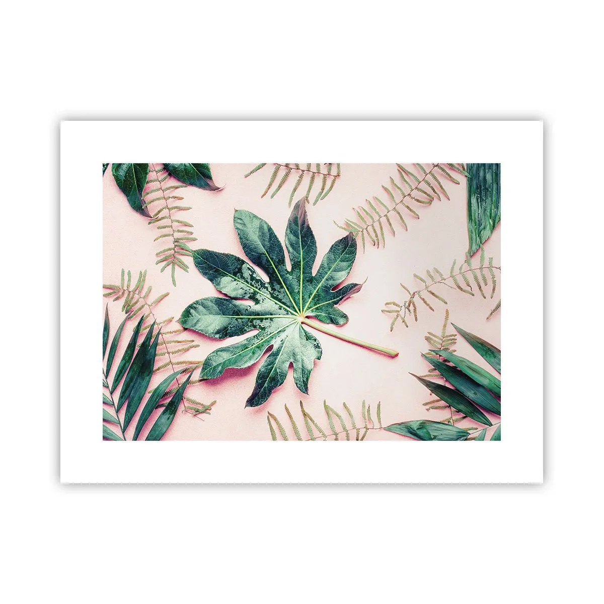 Póster - Estudio de vegetación sobre fondo rosa - 40x30 cm