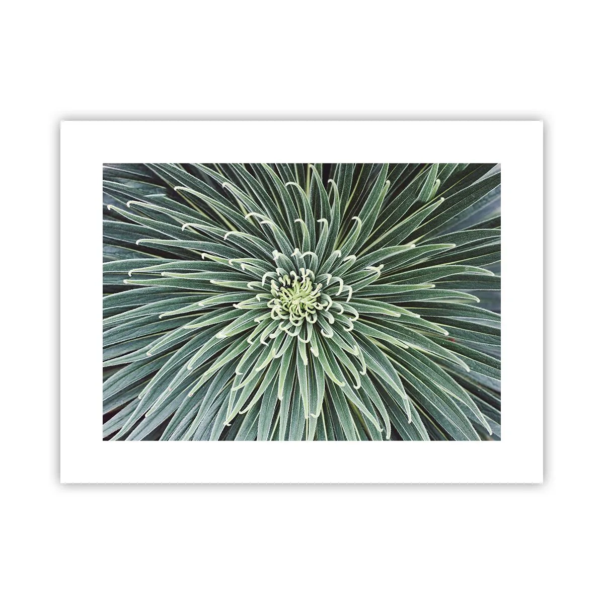 Póster - El nacimiento de una estrella - 40x30 cm