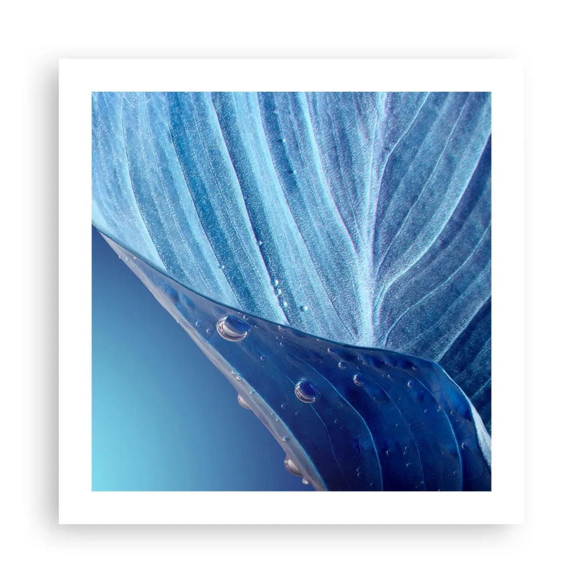 Póster - Gotas ocultas de azul - 50x50 cm