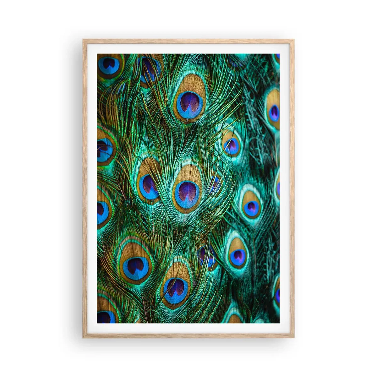 Póster en marco roble claro - Mirada de pavo real - 70x100 cm