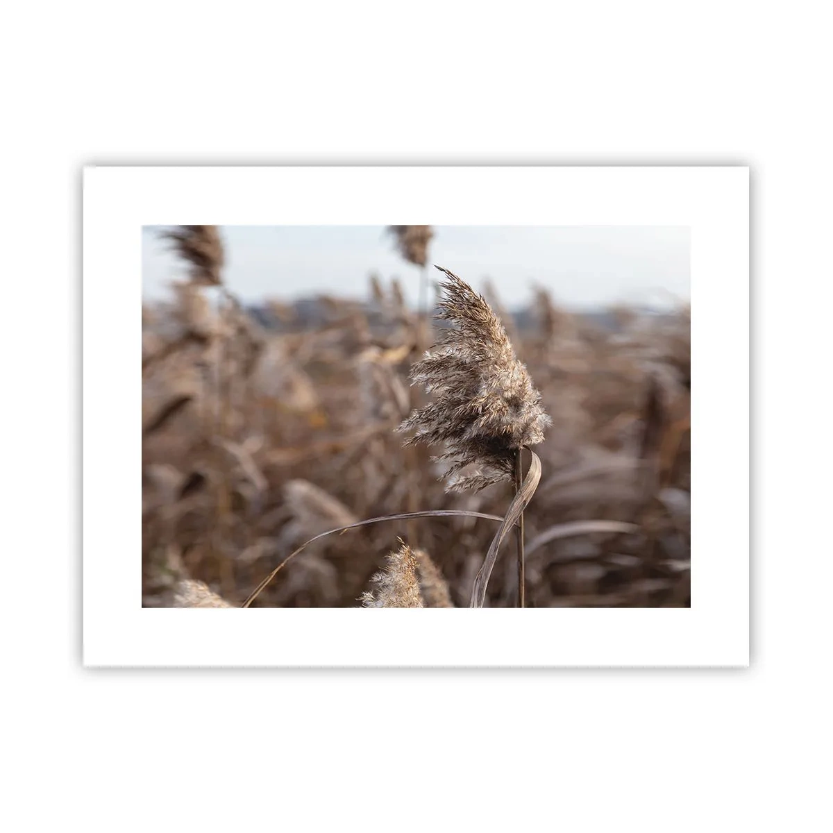 Póster - Es hora de volar con el viento - 40x30 cm