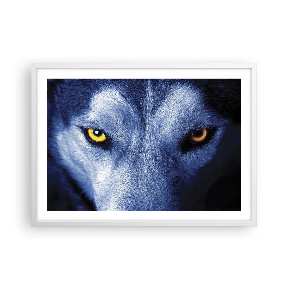 Póster en marco blanco - La mirada hipnótica - 70x50 cm