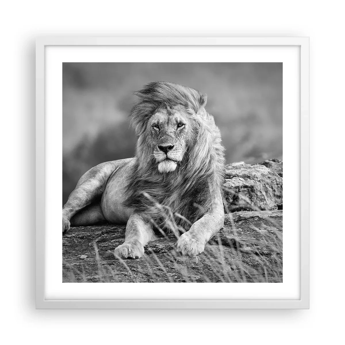 Póster en marco blanco - La siesta real - 50x50 cm