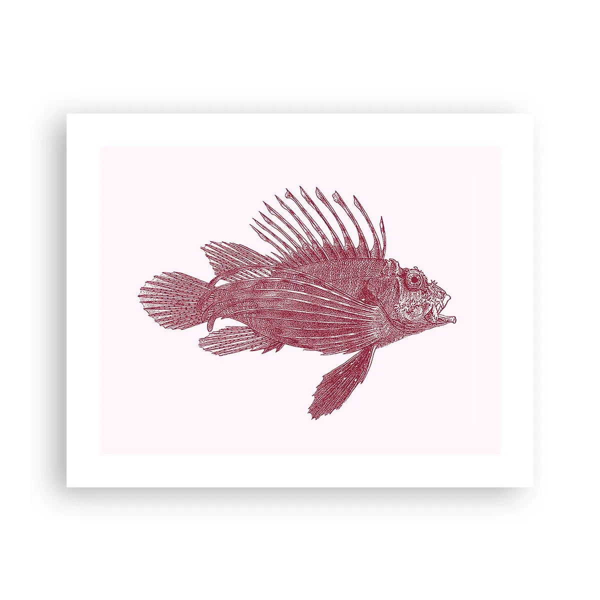 Póster - Un habitante de aguas exóticas - 50x40 cm
