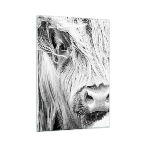 Cuadro sobre vidrio - Impresiones sobre Vidrio - Primer plano de un ganado escocés de pelo largo en blanco y negro - 50x70cm - La naturaleza escocesa - Decoración de pared moderna para salón y dormitorio ARTTOR