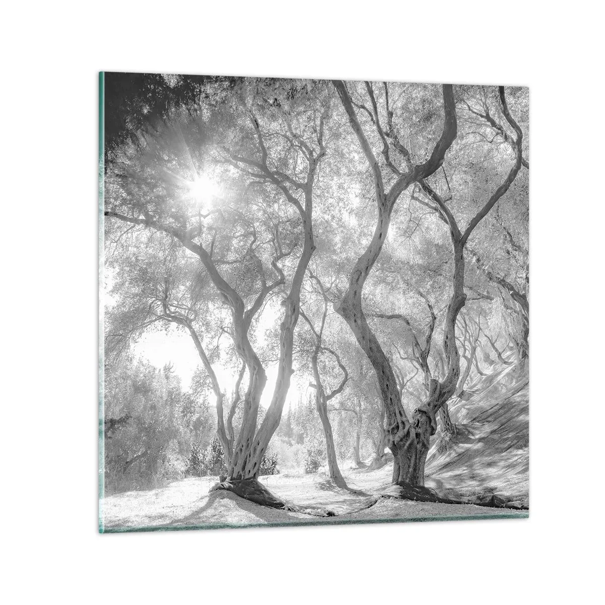 Cuadro sobre vidrio - Impresiones sobre Vidrio - En un olivar - 70x70 cm