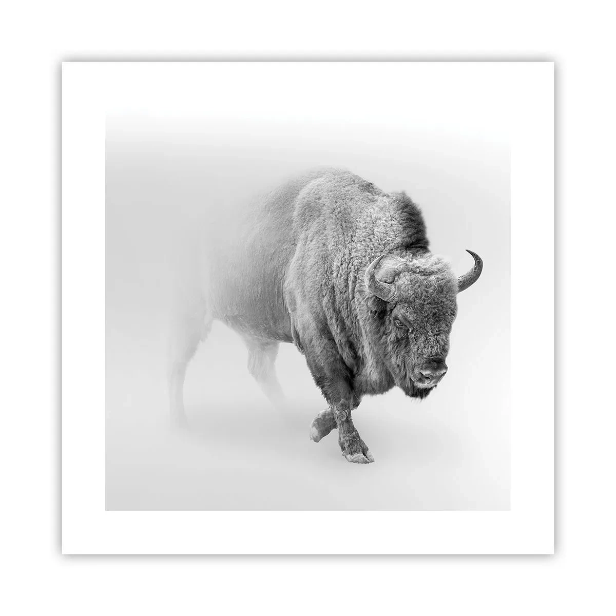 Póster - Rey de la pradera - 40x40 cm