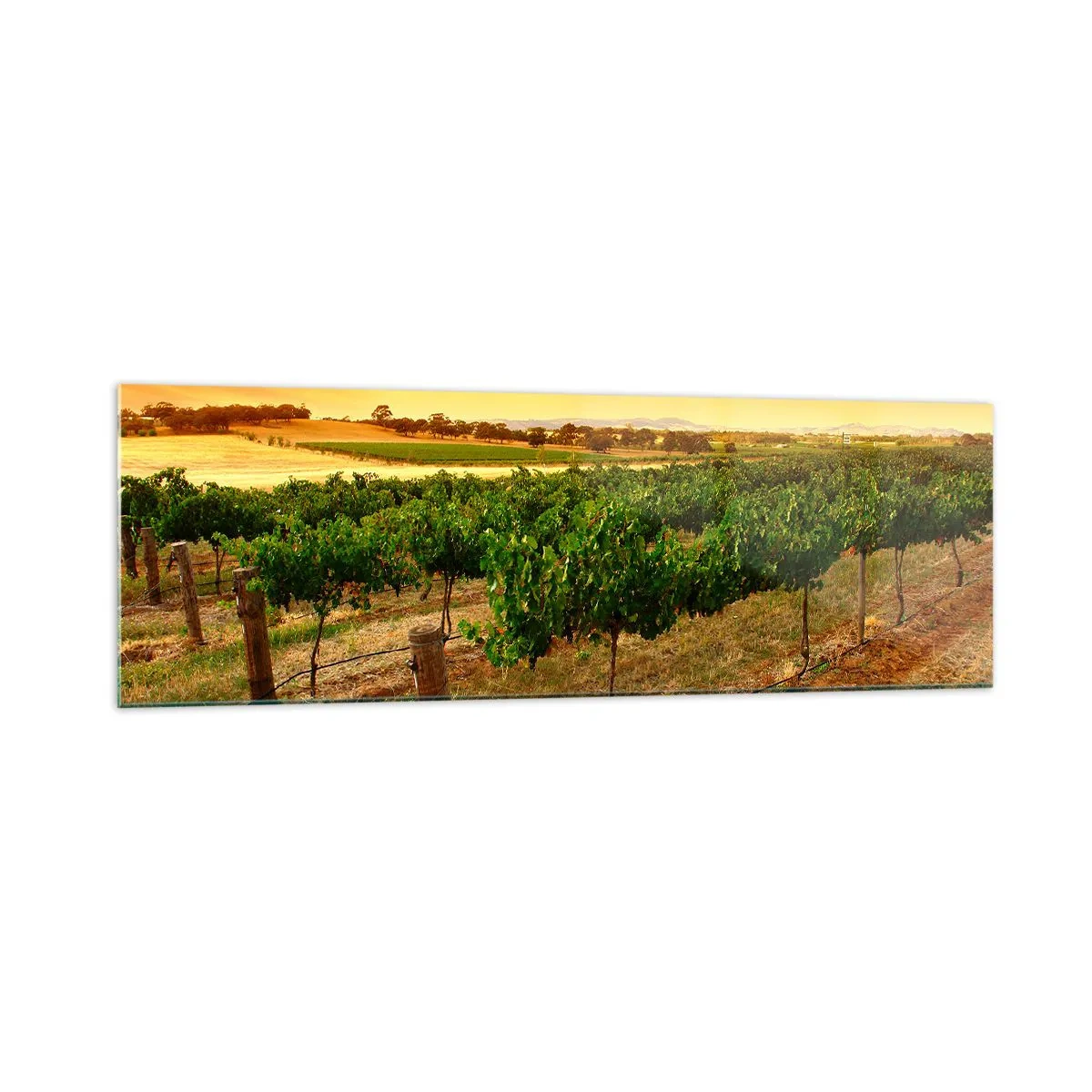 Cuadro sobre vidrio - Impresiones sobre Vidrio - Vides en una plantación al atardecer dorado - 160x50cm - Un trago del sol - Decoración de pared moderna para salón y dormitorio ARTTOR
