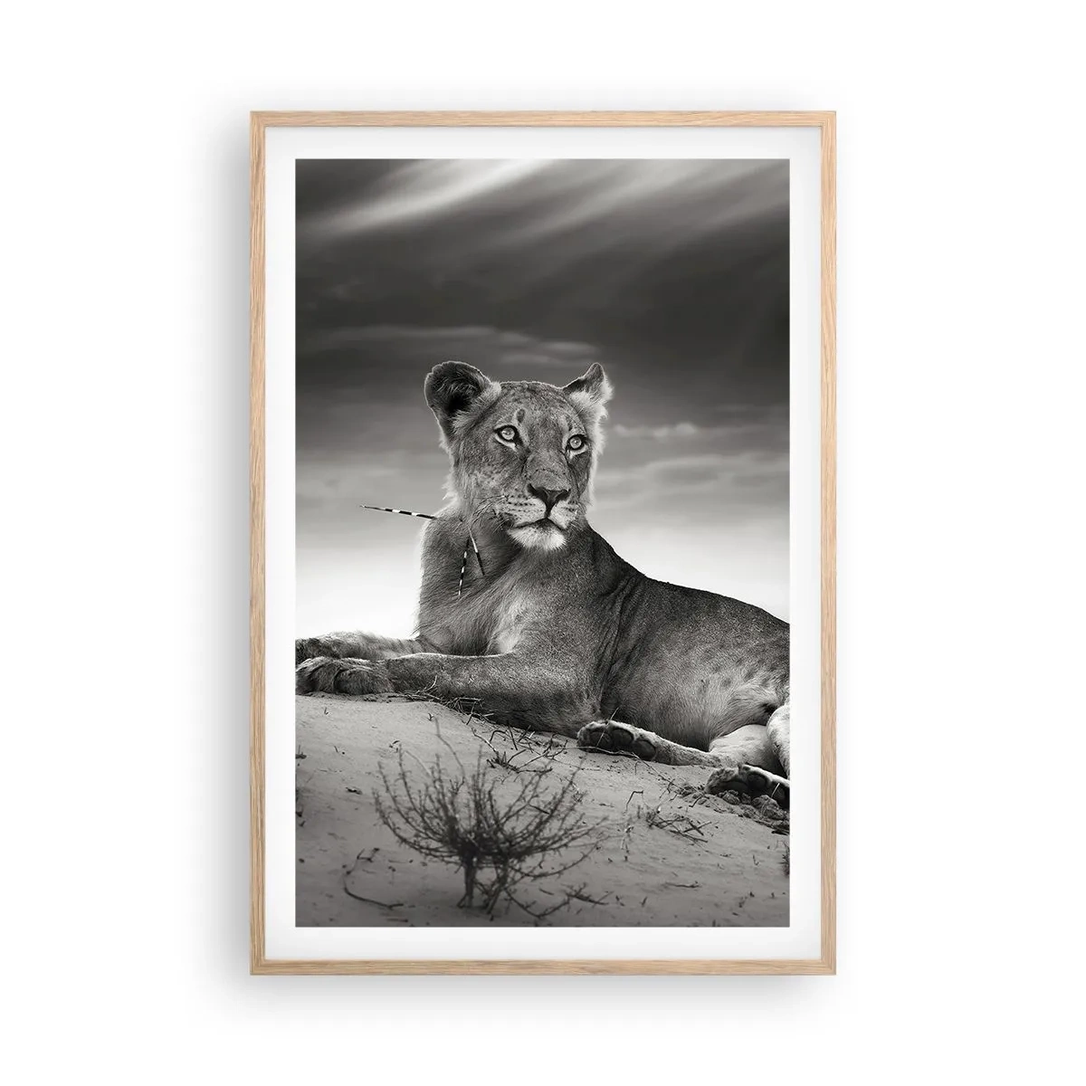 Póster en marco roble claro - Descanso de la reina del desierto - 61x91 cm