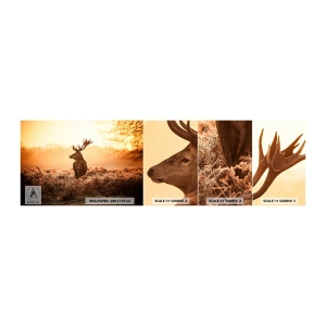 Muestra De Fotomural Standard Eco - Un líder por derecho - Paisaje, Ciervo, animales - 100x30 cm