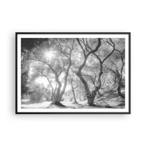 Póster en marco negro - Vista en blanco y negro de árboles en un olivar con rayos de sol. - 100x70cm - En un olivar - Decoración de pared moderna para salón y dormitorio ARTTOR