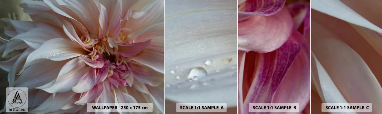 Muestra De Fotomural Standard Eco - Frescura floreciente - Flor, Dalia, Planta - 100x30 cm