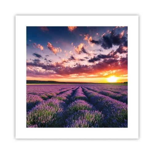 Póster - El mundo de la lavanda - 40x40 cm