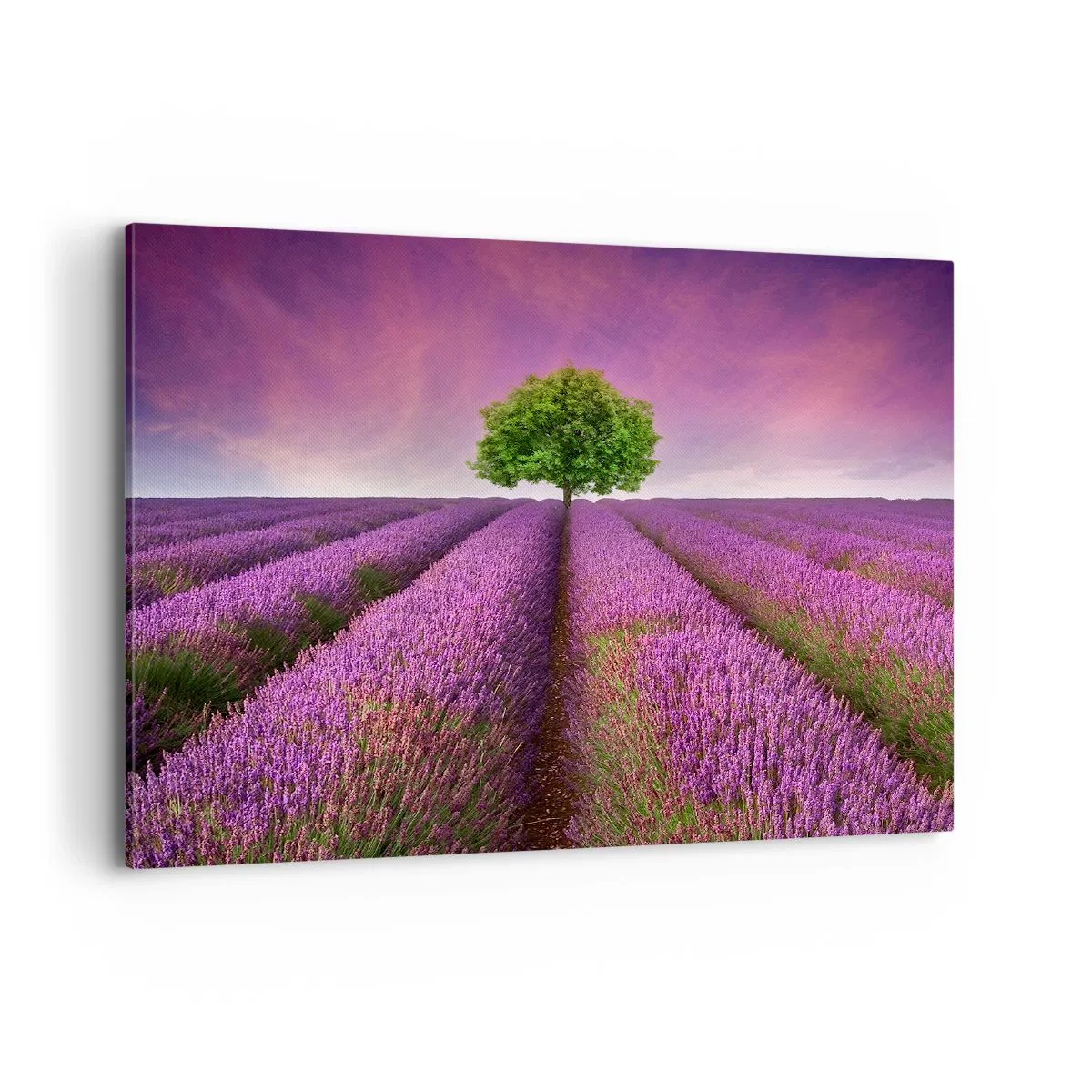 Cuadro sobre lienzo - Impresión de Imagen - Un campo de lavanda con un árbol solitario y un cielo púrpura. - 100x70cm - En los campos de lavanda - Decoración de pared moderna para salón y dormitorio ARTTOR