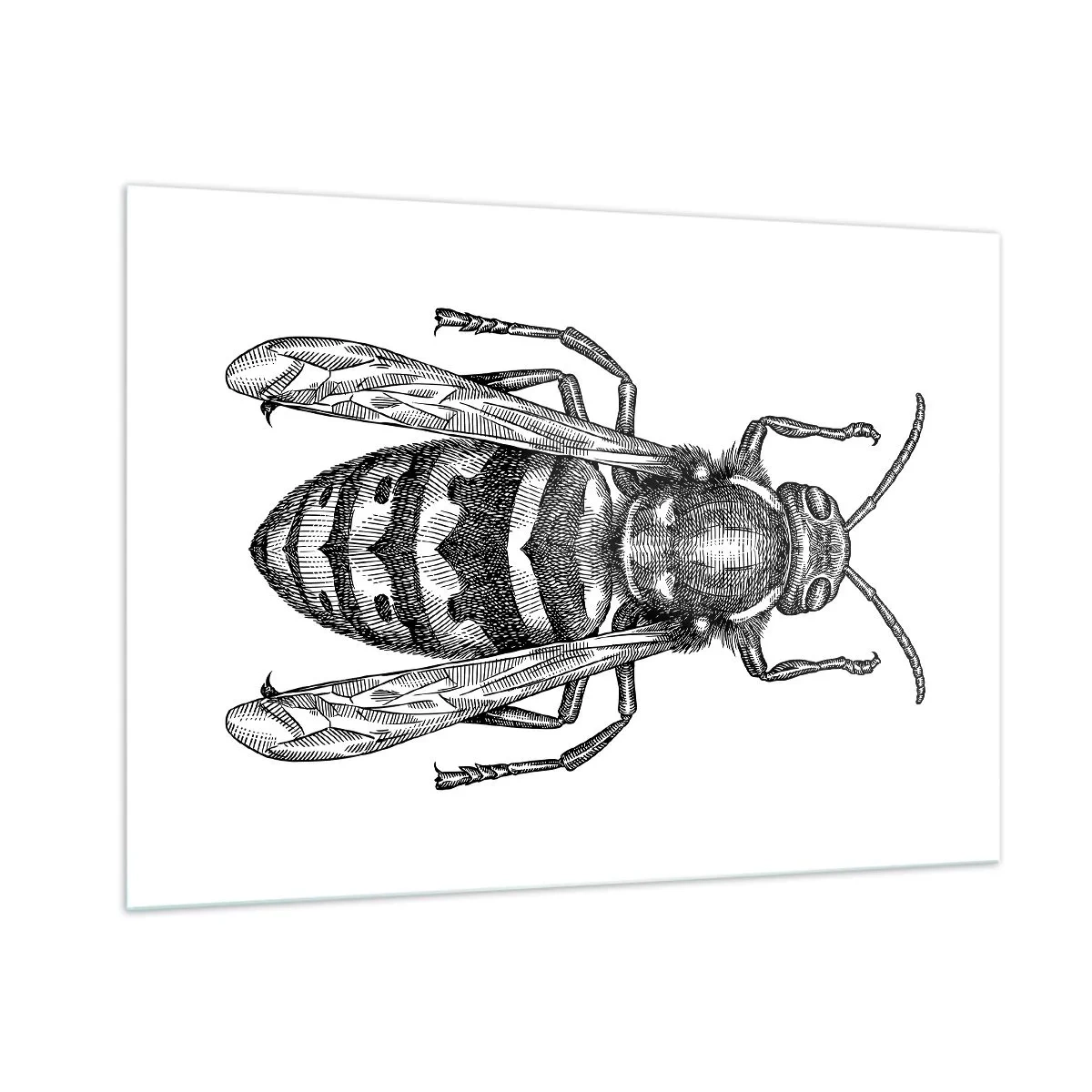 Cuadro sobre vidrio - Impresiones sobre Vidrio - Ilustración retro en blanco y negro de una avispa sobre un fondo blanco. - 100x70cm - Desde un planeta de insectos - Decoración de pared moderna para salón y dormitorio ARTTOR