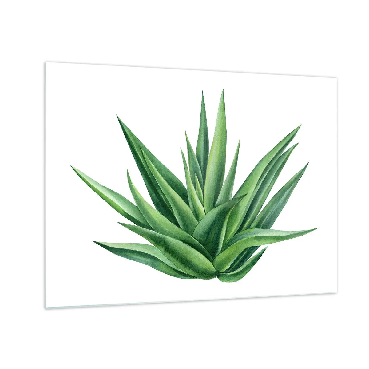 Cuadro sobre vidrio - Impresiones sobre Vidrio - Una planta verde con hojas carnosas sobre un fondo blanco. - 70x50cm - Verde - fuerza - vida - Decoración de pared moderna para salón y dormitorio ARTTOR