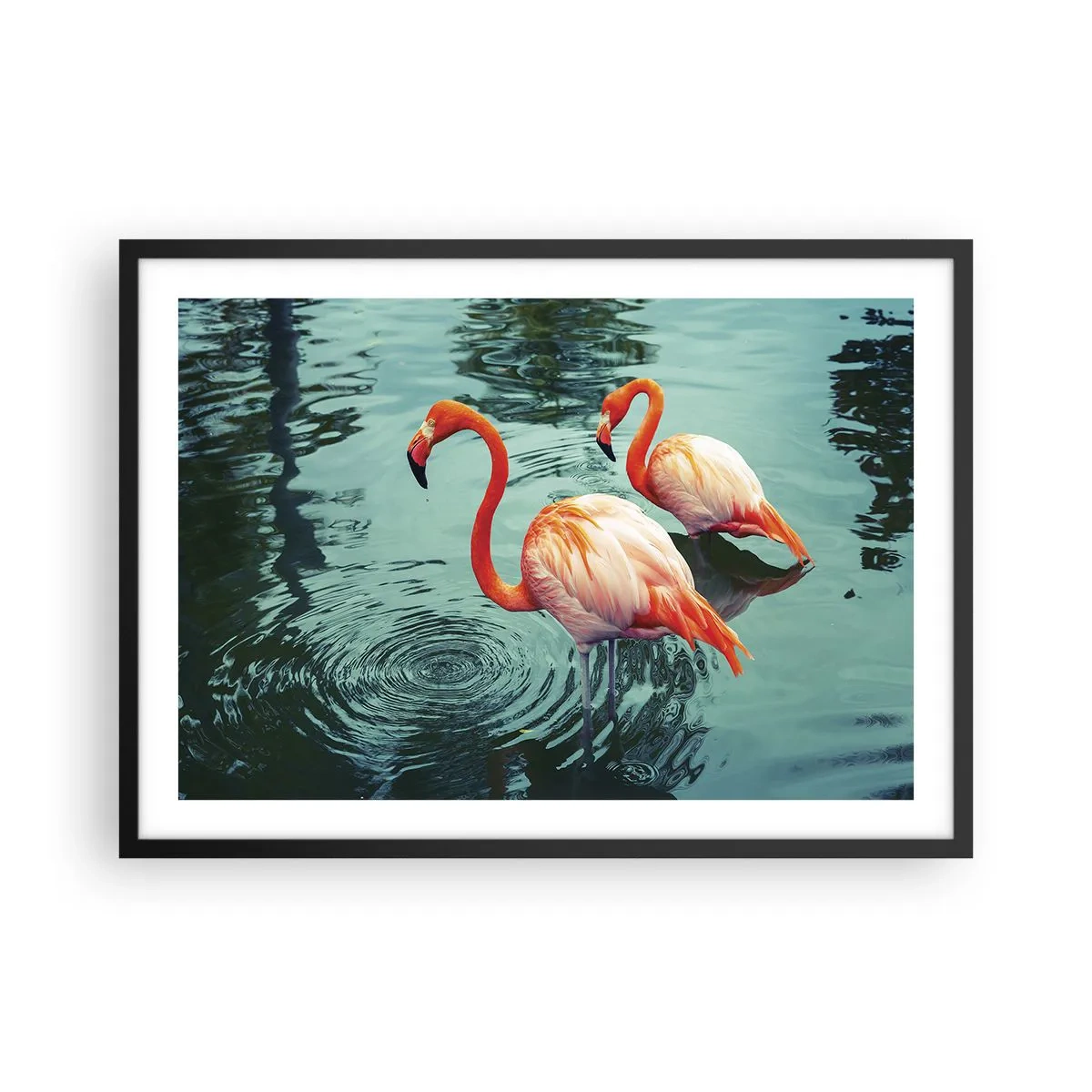 Póster en marco negro - Dos flamencos en el agua tranquila reflejando su entorno. - 70x50cm - Estamos de moda - Decoración de pared moderna para salón y dormitorio ARTTOR