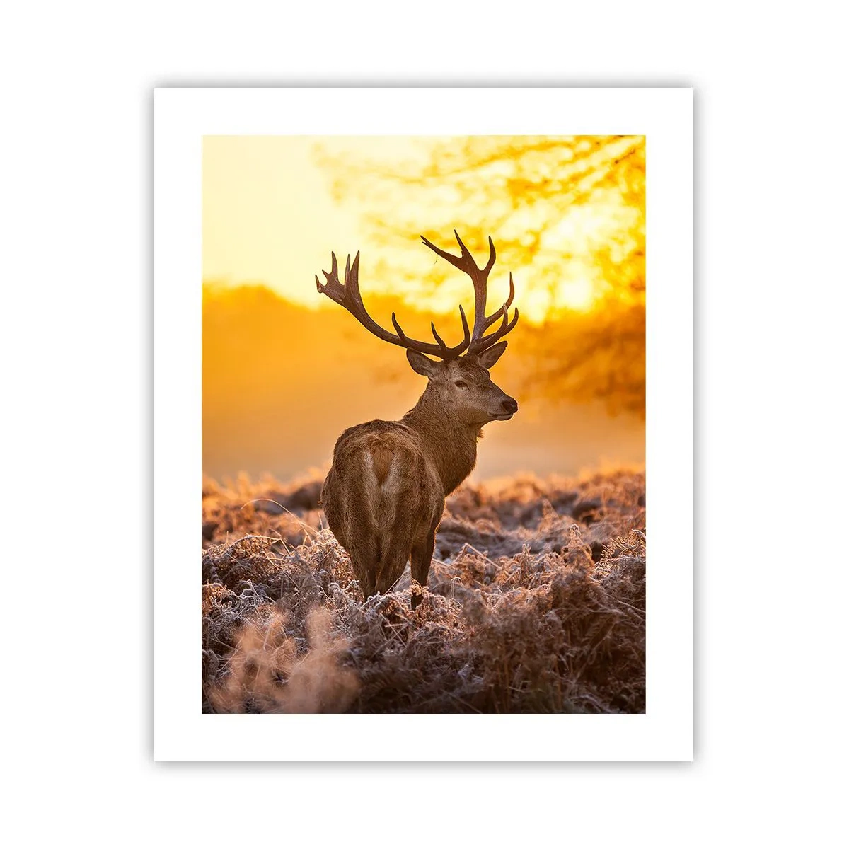 Póster - Rey del bosque de otoño - 40x50 cm