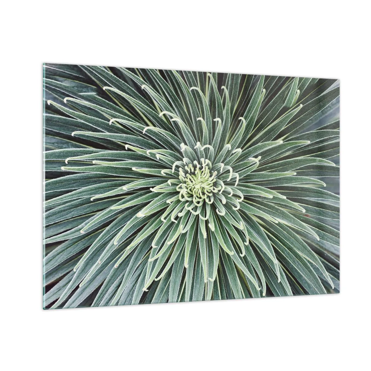 Cuadro sobre vidrio - Impresiones sobre Vidrio - Roseta simétrica de hojas verdes en fotografía macro - 100x70cm - El nacimiento de una estrella - Decoración de pared moderna para salón y dormitorio ARTTOR