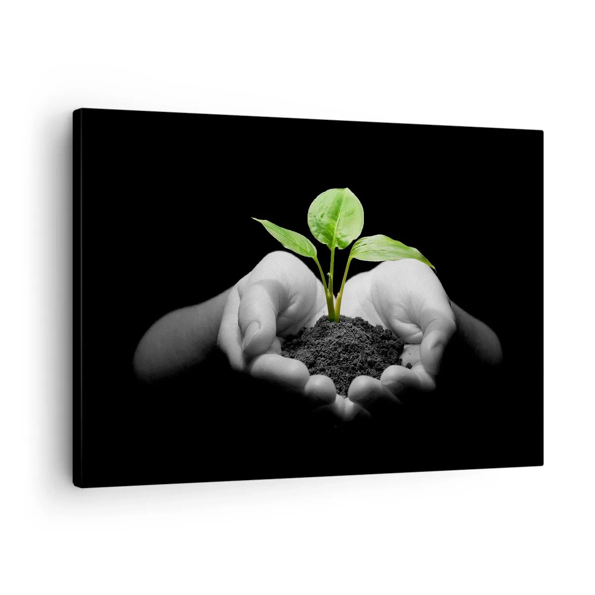 Cuadro sobre lienzo - Impresión de Imagen - Manos sosteniendo una planta verde sobre un fondo negro - 70x50cm - Amo la naturaleza, la protejo - Decoración de pared moderna para salón y dormitorio ARTTOR