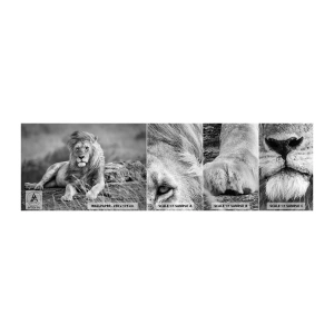 Muestra de fotomural autoadhesivo Deluxe Sticker - La siesta real - León, animales, Naturaleza - 100x30 cm
