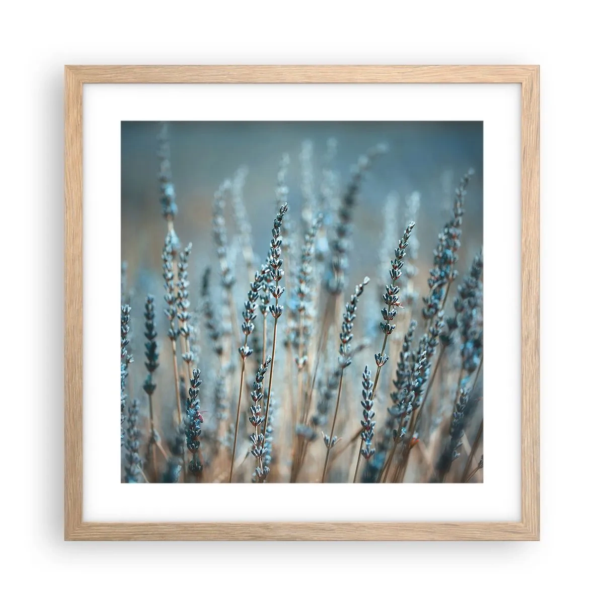 Póster en marco roble claro - Fragante pasto - 40x40 cm