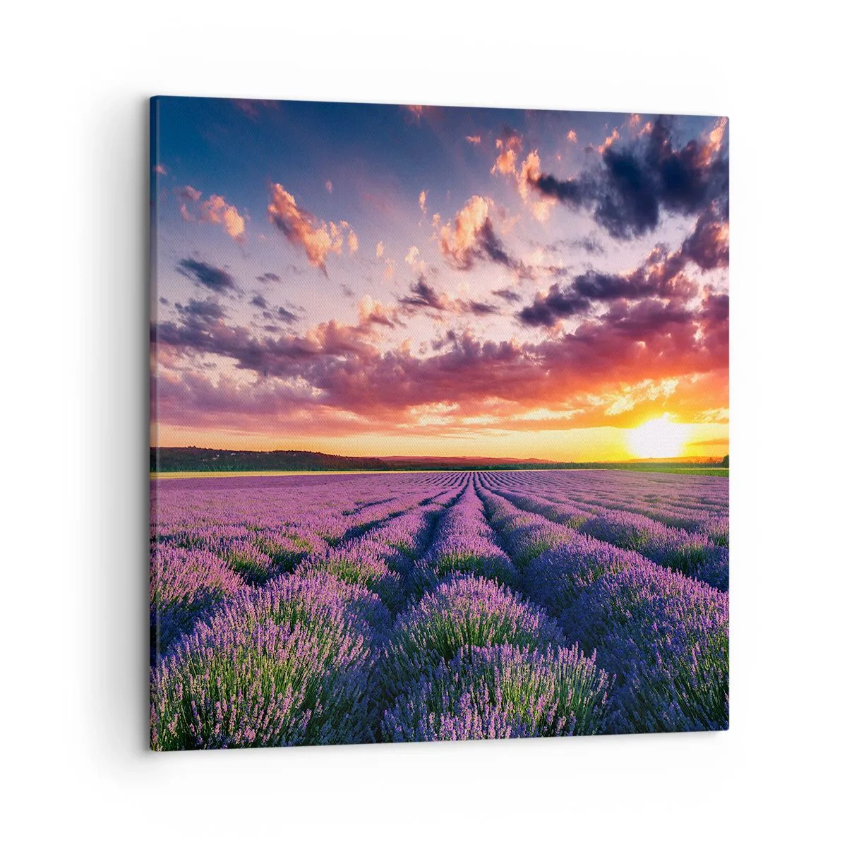 Cuadro sobre lienzo - Impresión de Imagen - El mundo de la lavanda - 50x50 cm