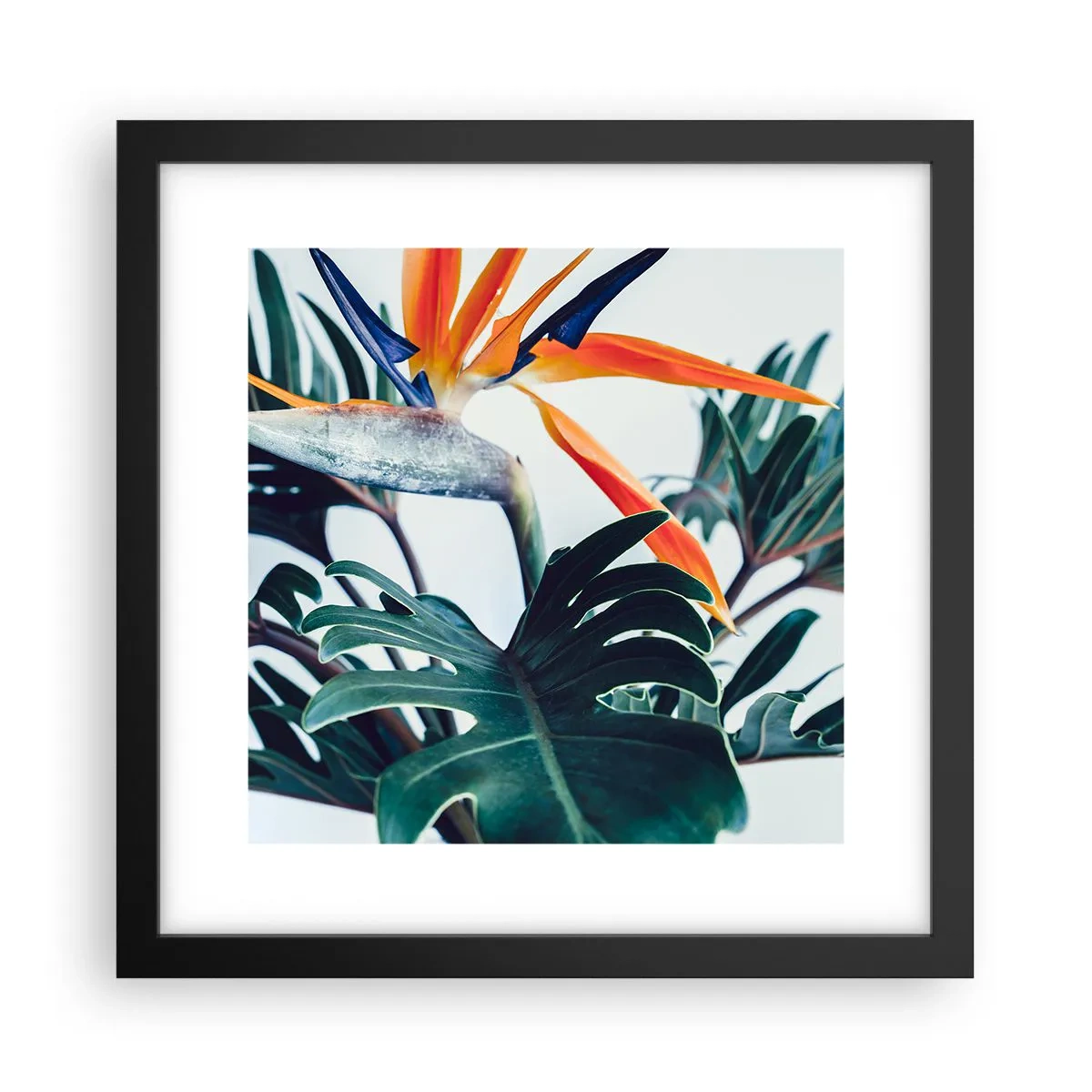 Póster en marco negro - La jaula del pájaro colorido - 30x30 cm