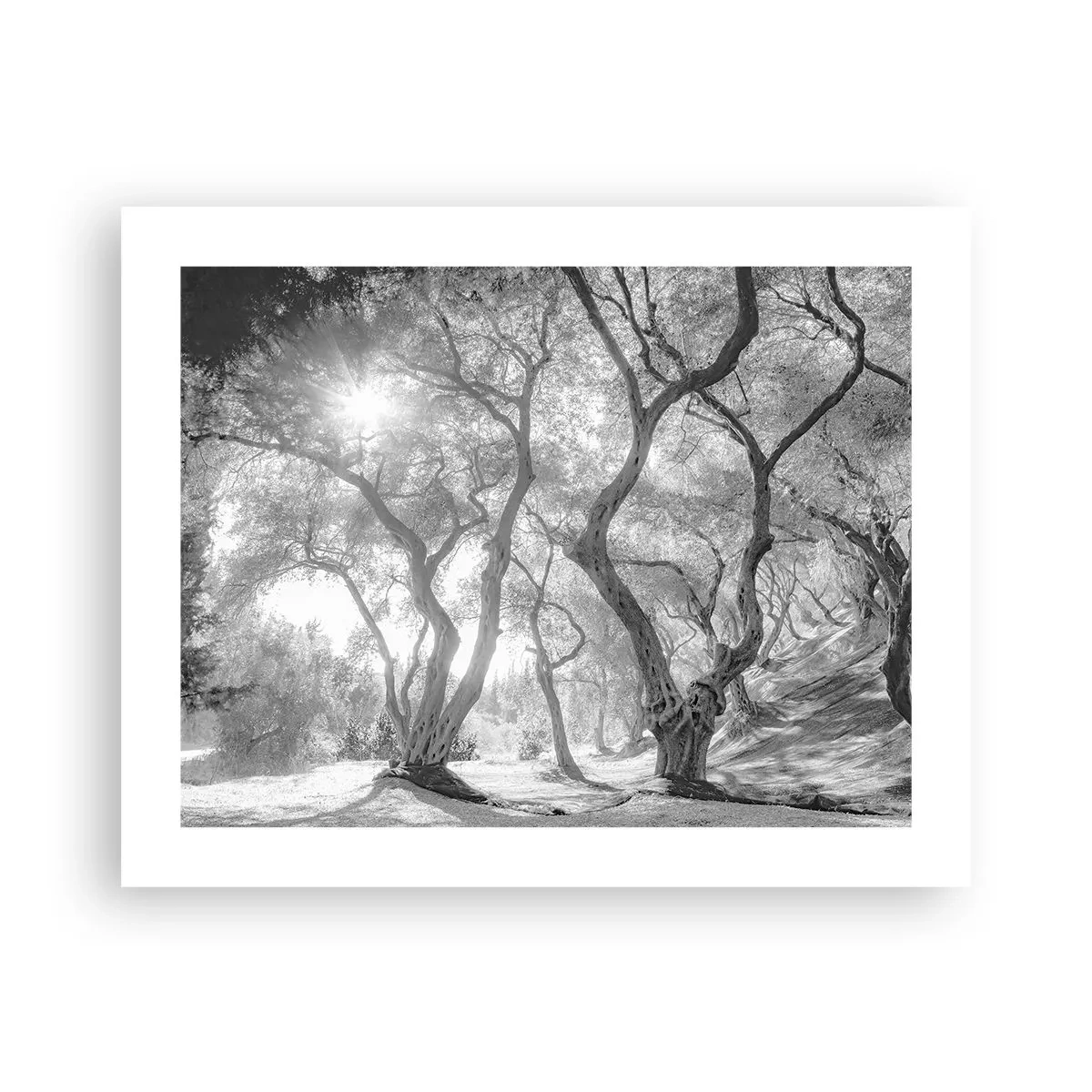 Póster - En un olivar - 50x40 cm