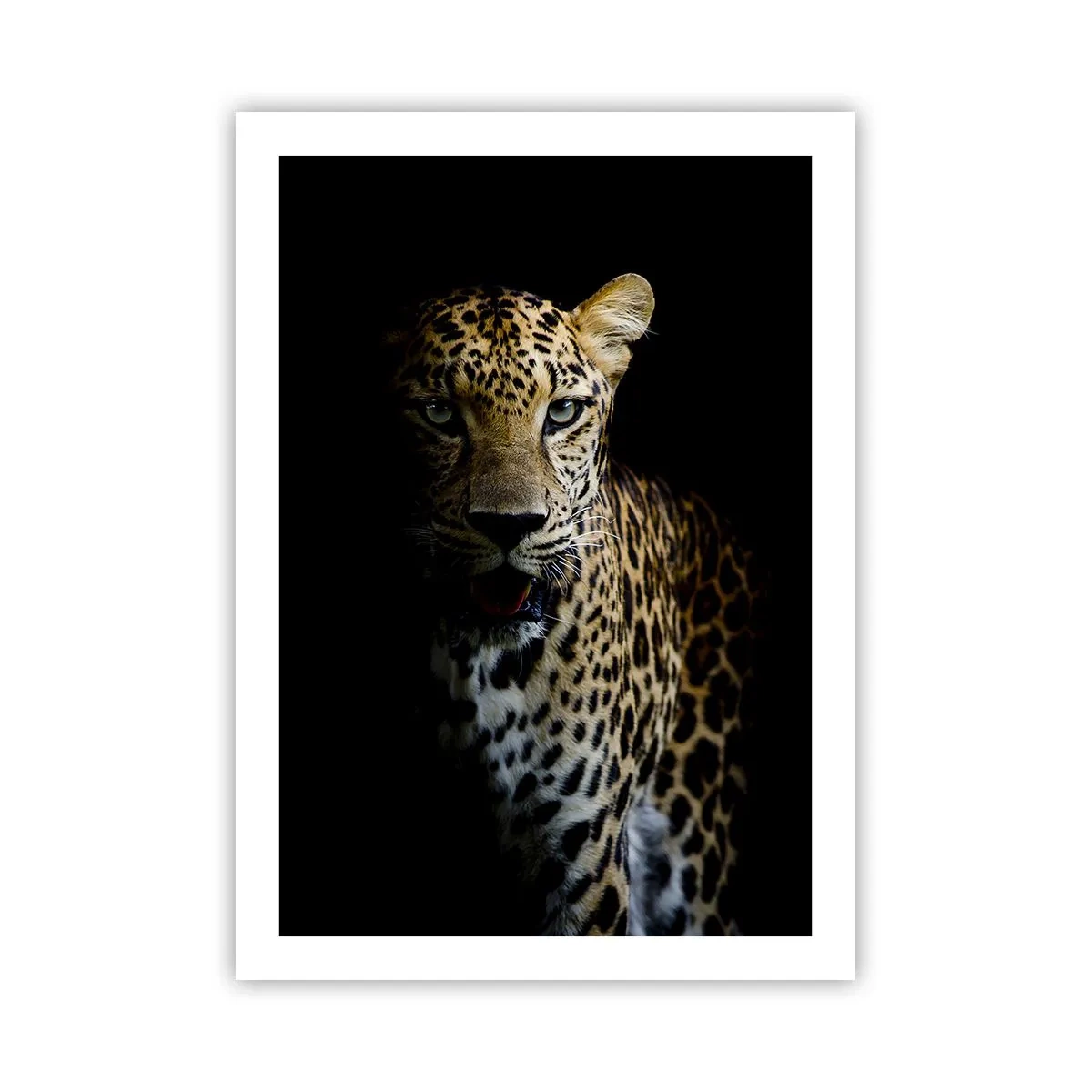 Póster - Un leopardo sobre un fondo oscuro con vívidos detalles de pelaje. - 50x70cm - Belleza oscura - Decoración de pared moderna para salón y dormitorio ARTTOR
