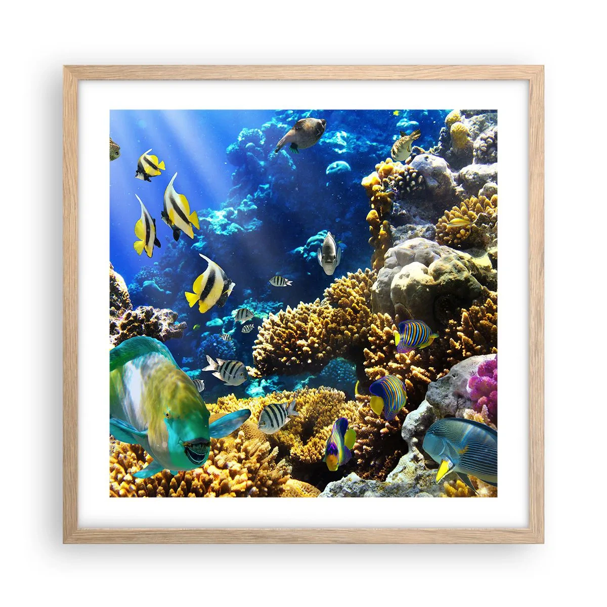 Póster en marco roble claro - Vacaciones submarinas - 50x50 cm