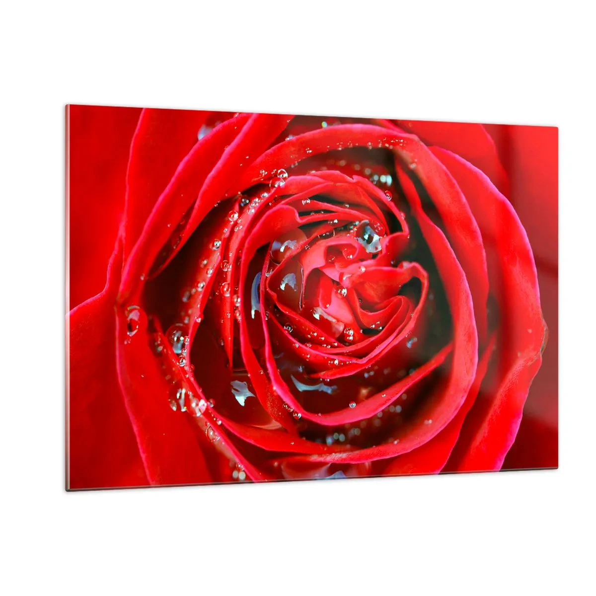 Cuadro sobre vidrio - Impresiones sobre Vidrio - Primer plano de una rosa roja con gotas de rocío. - 120x80cm - En gotas de rocío - Decoración de pared moderna para salón y dormitorio ARTTOR