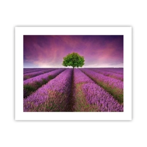 Póster - En los campos de lavanda - 50x40 cm