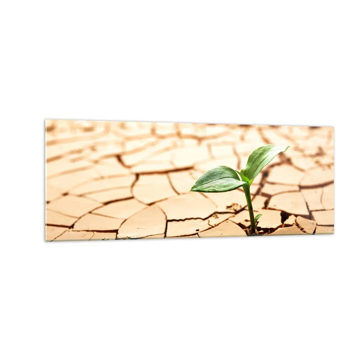 Cuadro sobre vidrio - Impresiones sobre Vidrio - Una planta verde que crece en tierra seca y agrietada. - 140x50cm - El poder indomable de la vida - Decoración de pared moderna para salón y dormitorio ARTTOR