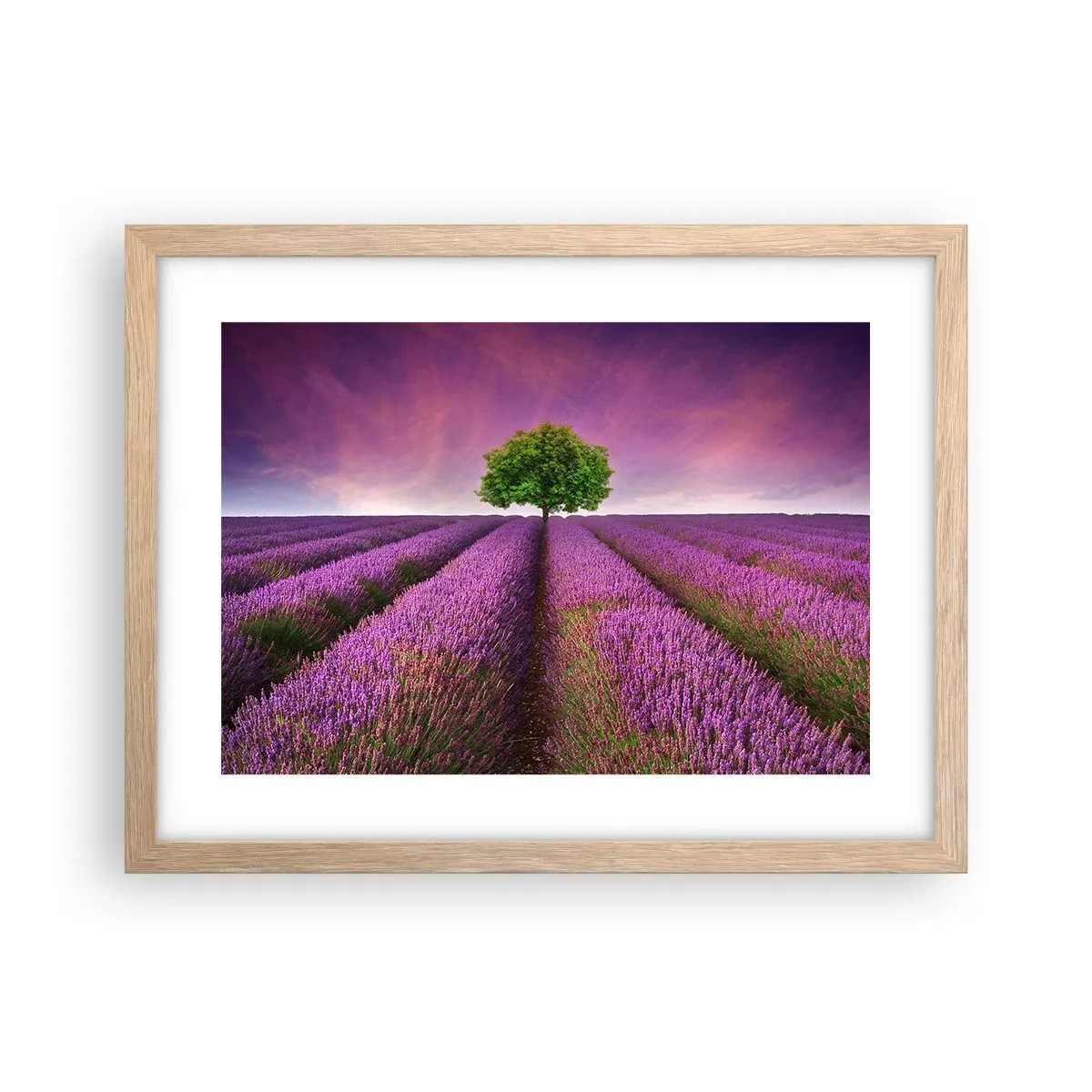 Póster en marco roble claro - En los campos de lavanda - 40x30 cm