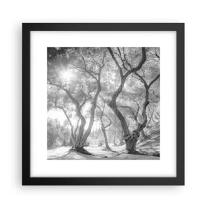Póster en marco negro - En un olivar - 30x30 cm