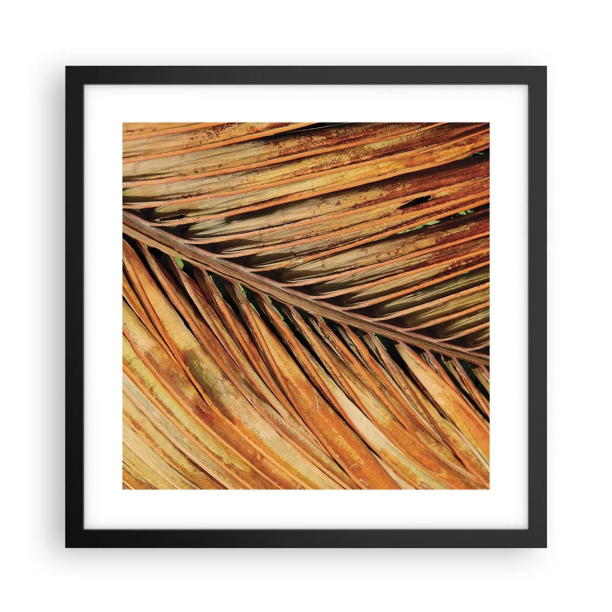 Póster en marco negro - Oro de coco - 40x40 cm
