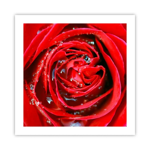 Póster - En gotas de rocío - 50x50 cm