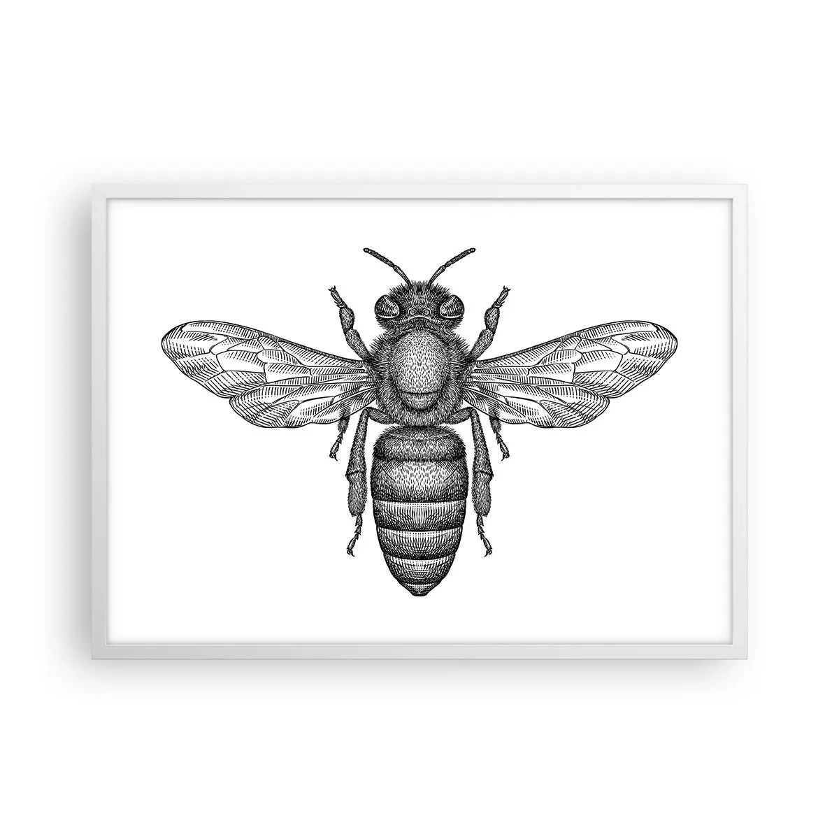 Póster en marco blanco - Retrato de insecto - 70x50 cm