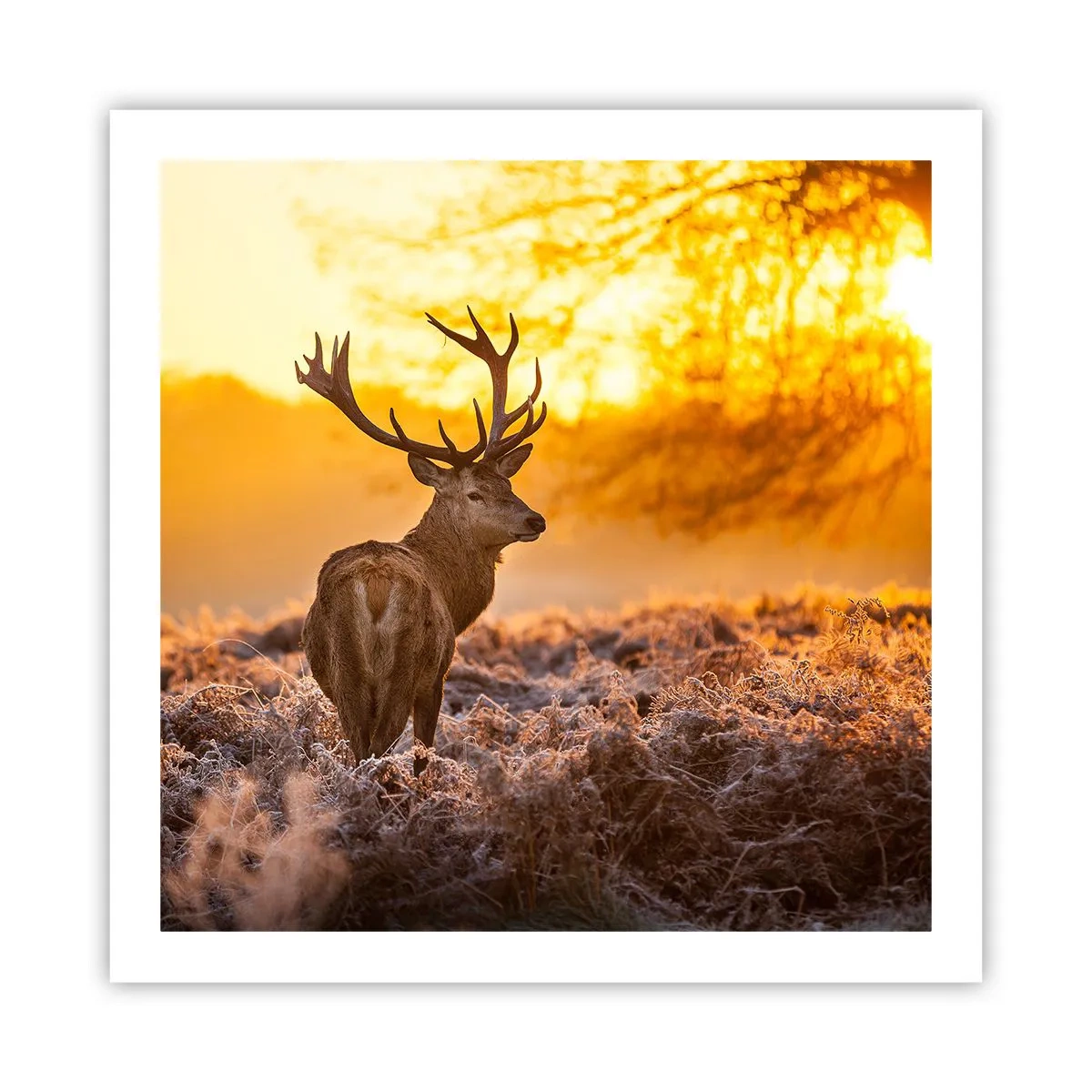 Póster - Rey del bosque de otoño - 60x60 cm