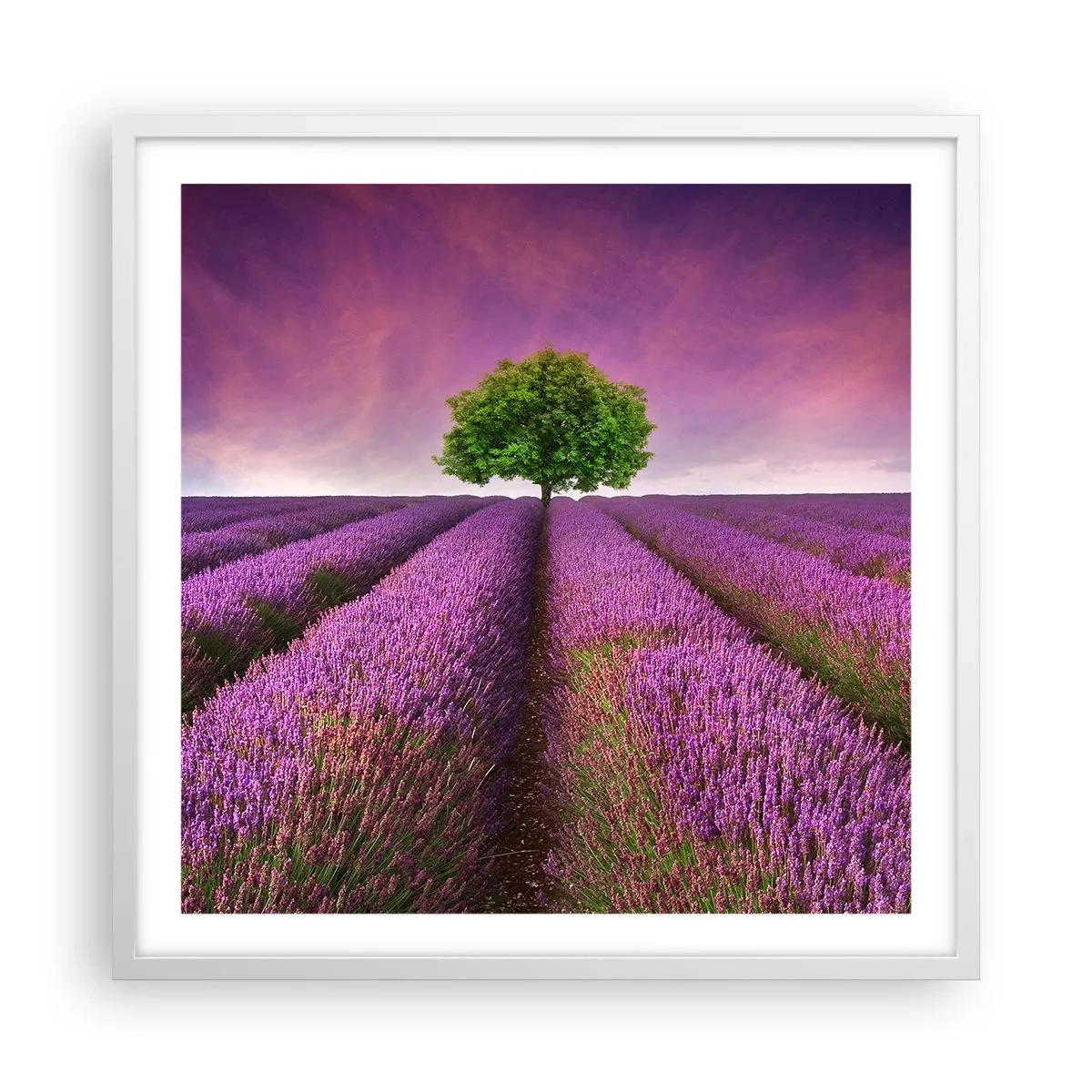 Póster en marco blanco - En los campos de lavanda - 60x60 cm