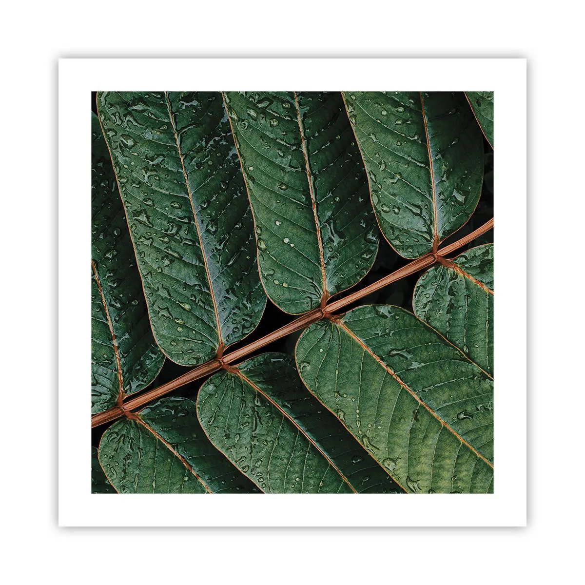 Póster - En un ritmo verde - 50x50 cm