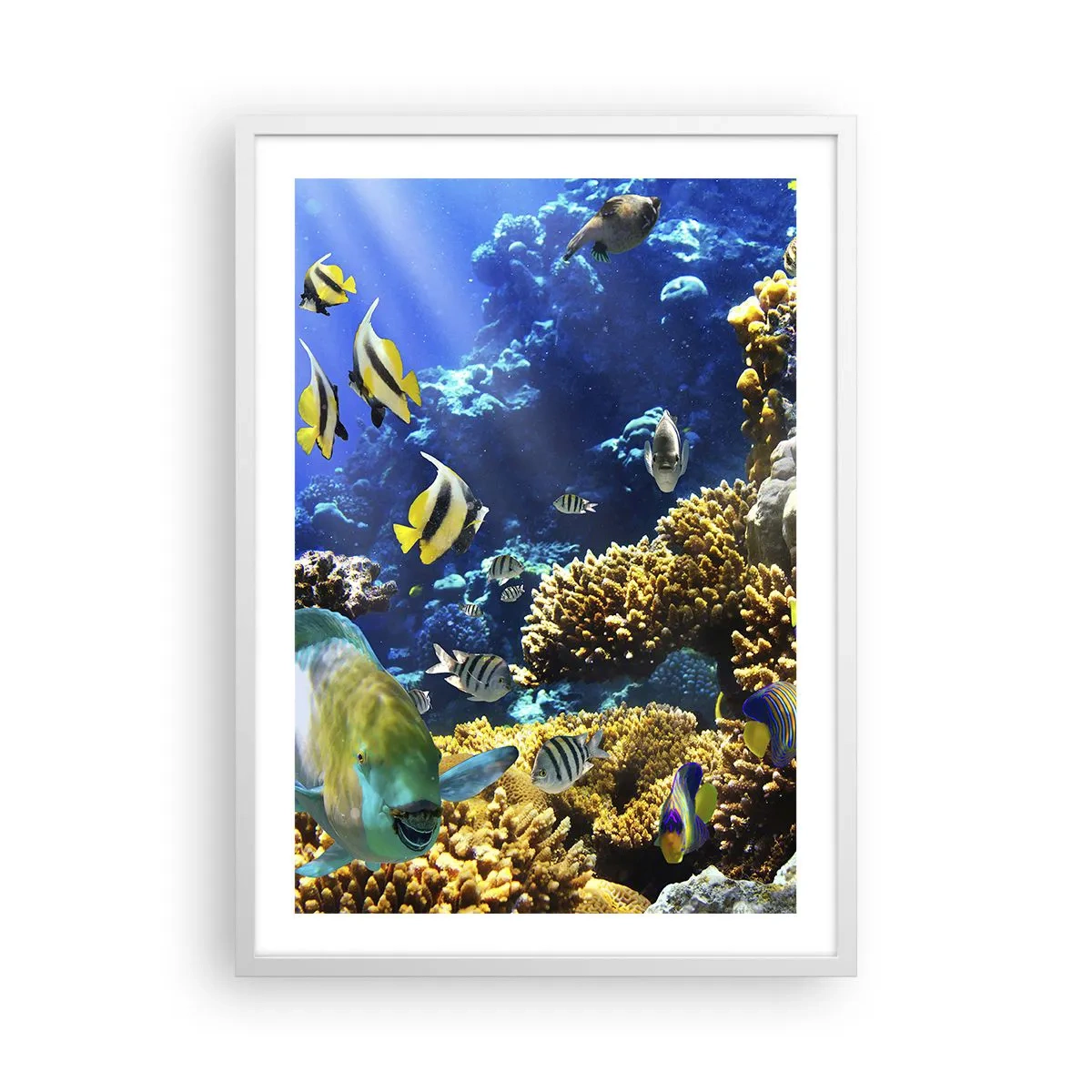 Póster en marco blanco - Vacaciones submarinas - 50x70 cm
