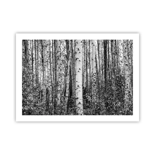 Póster - Columnas de abedules - 70x50 cm