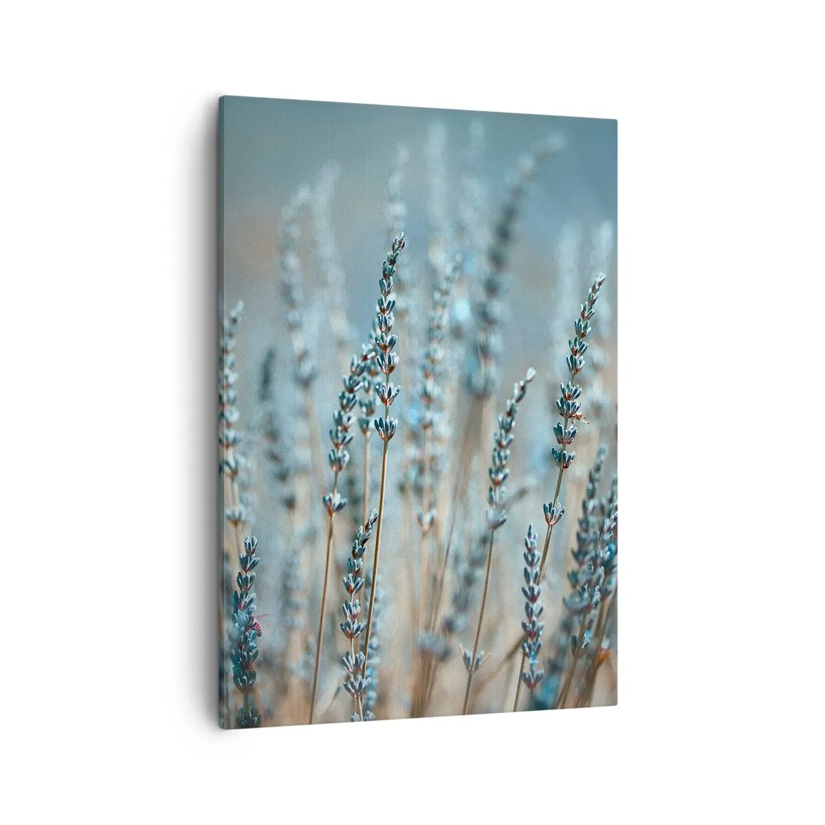 Cuadro sobre lienzo - Impresión de Imagen - Lavanda en el campo en sutiles tonos pastel. - 50x70cm - Fragante pasto - Decoración de pared moderna para salón y dormitorio ARTTOR