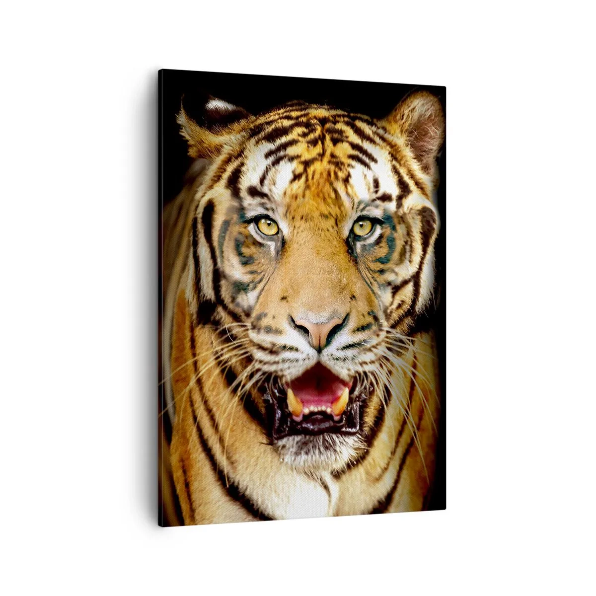 Cuadro sobre lienzo - Impresión de Imagen - Un tigre con la boca abierta sobre un fondo negro. - 50x70cm - Salvaje de corazón - Decoración de pared moderna para salón y dormitorio ARTTOR